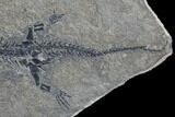 Discosauriscus (Early Permian Reptiliomorph) - Czech Republic #89332-3